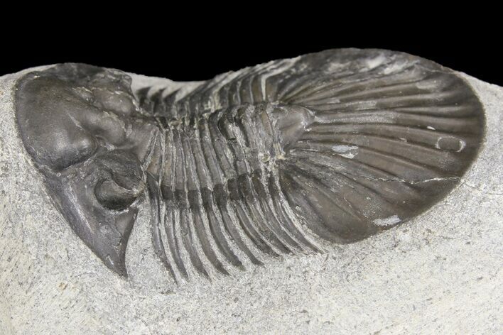 Scabriscutellum Trilobite - Morocco #160797